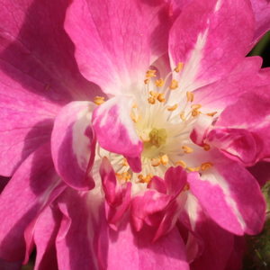 Róże ogrodowe - róże rabatowe polianty - różowy  - Rosa  Csinszka - róża bez zapachu - Márk Gergely -  Od początku kwitnięcia w pierwszej połowie czerwca do późnej jesieni jest pokryta kwiatami.